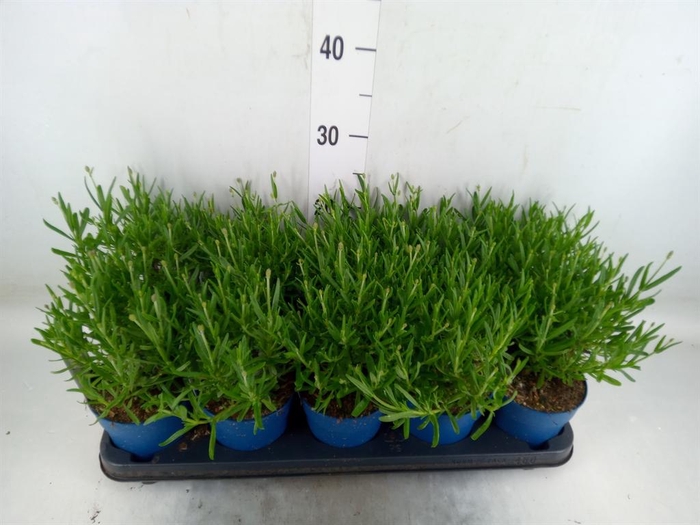 <h4>Lavandula angus. 'Felice'</h4>