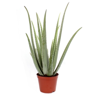 Aloe vera 21 cm