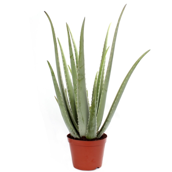 <h4>Aloe vera 21 cm</h4>