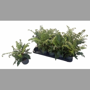 POLYSTIC POLYBLEPHAR