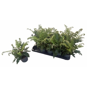 POLYSTIC POLYBLEPHAR