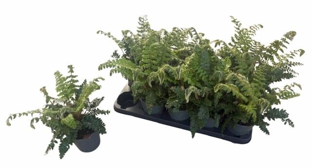 <h4>POLYSTIC POLYBLEPHAR</h4>