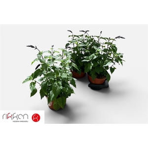 SALVIA LAKE BLUEBERR