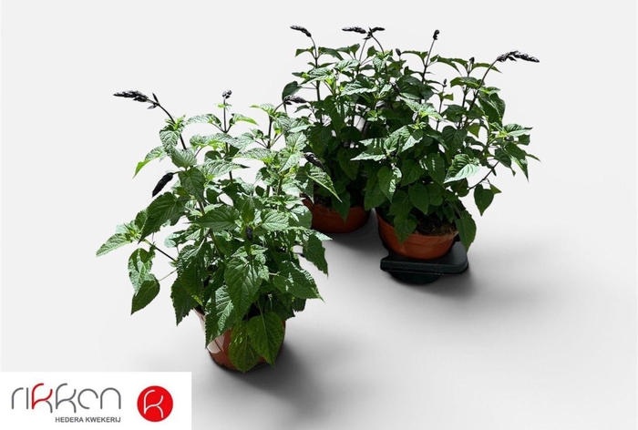 <h4>SALVIA LAKE BLUEBERR</h4>