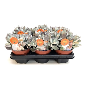 Kalanchoe pumila