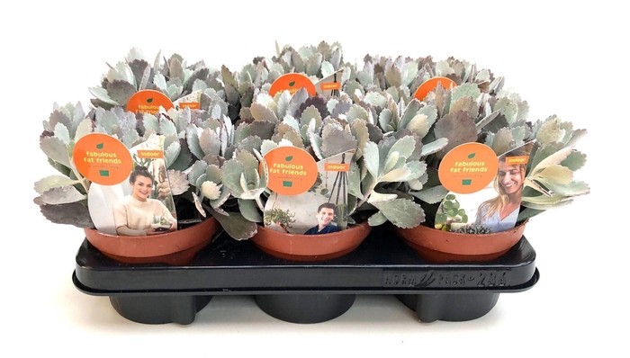 <h4>Kalanchoe pumila</h4>