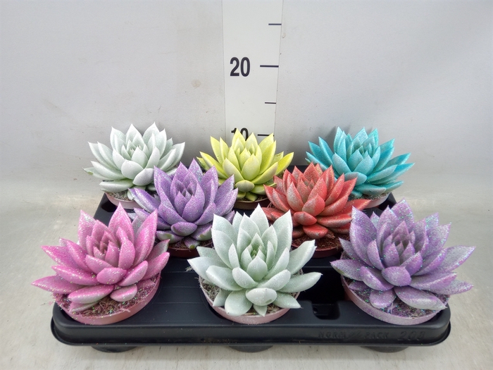 <h4>Echeveria  'Miranda'</h4>