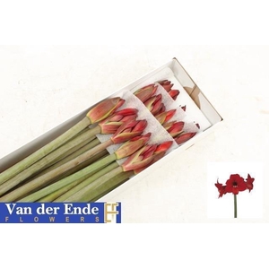 Hippeastrum (Colibri) Rapido