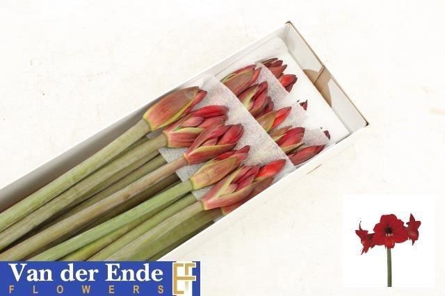 <h4>Hippeastrum (Colibri) Rapido</h4>