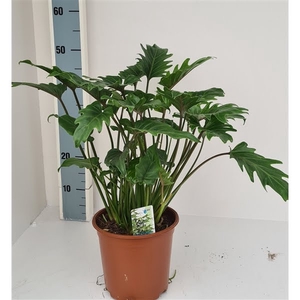 Philodendron Xanadu