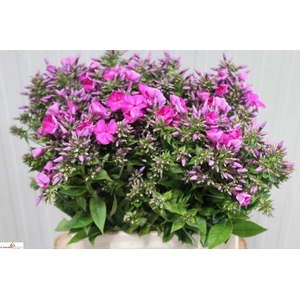 PHLOX P BLUE BOY