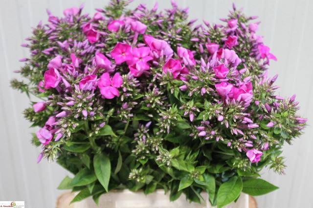 <h4>PHLOX P BLUE BOY</h4>