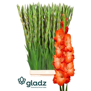 Glad Gr Stormy Gladz