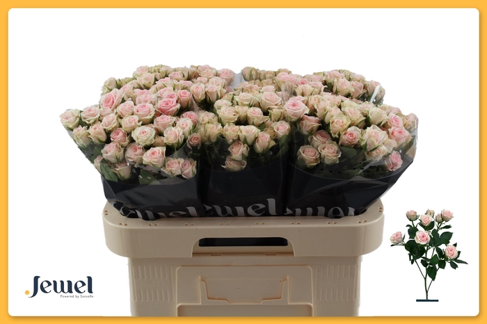 <h4>R TR SEVERINA Water</h4>