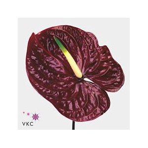 Anthurium tropic night