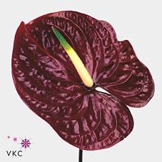 <h4>Anthurium tropic night</h4>