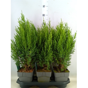 Juniperus chinensis 'Stricta'
