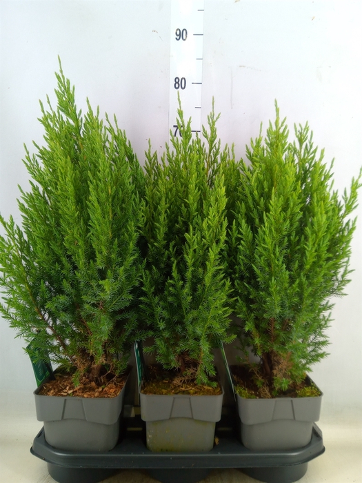 <h4>Juniperus chinensis 'Stricta'</h4>