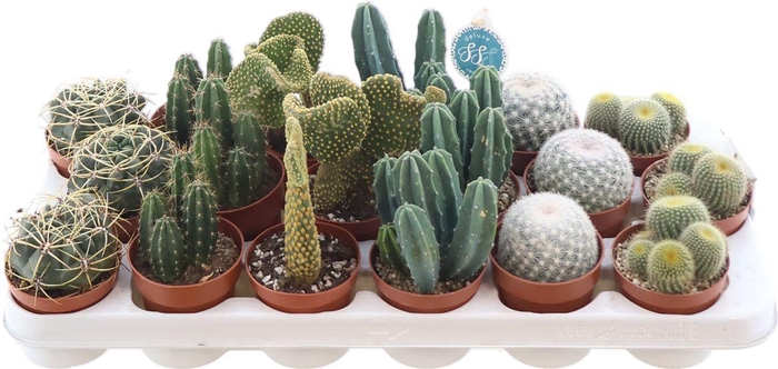 <h4>Cactus Gemengd Santiago</h4>