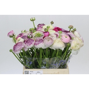 Ranunculus Clooney Cappuccino Extra
