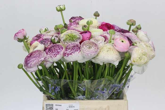 <h4>Ranunculus Clooney Cappuccino Extra</h4>