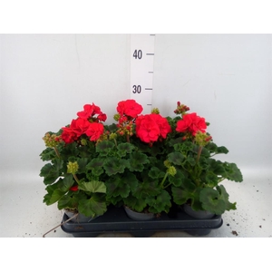 Pelargonium zona.   ...F1
