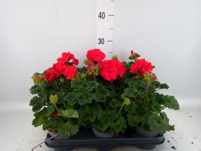 <h4>Pelargonium zona.   ...F1</h4>