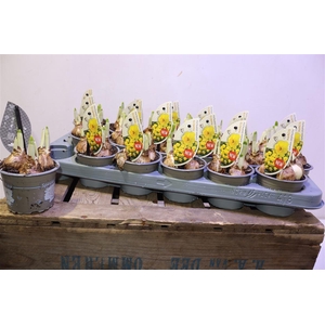 Narc C Adria Geertru