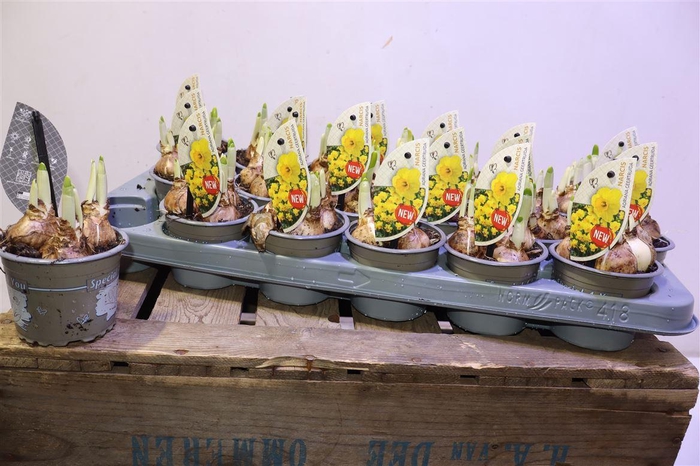 <h4>Narc C Adria Geertru</h4>