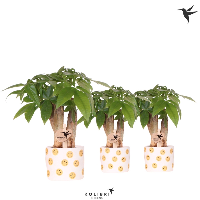 <h4>Kolibri Greens Pachira in Smiley pot</h4>