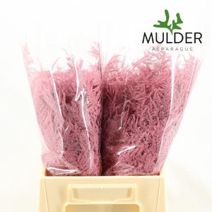 Asp KLB H% 1e Veren Pink