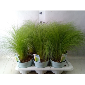 Stipa tenuissima 'ColGra Pony Tail'