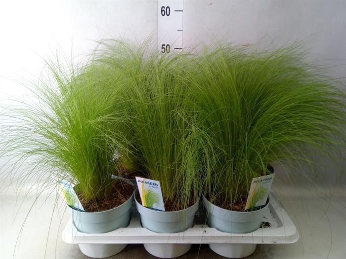 <h4>Stipa tenuissima 'ColGra Pony Tail'</h4>