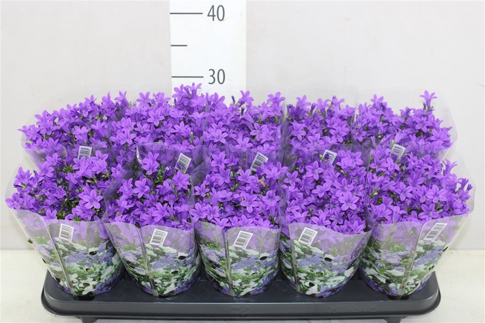 <h4>Campanula Port Get Mee Blue In Hoes</h4>