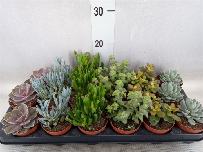 <h4>Succulents   ...mix 6</h4>