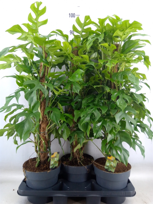 <h4>Philodendron   ...</h4>