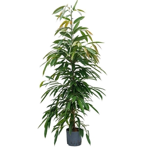 Ficus binnendijkii 'Amstel King'