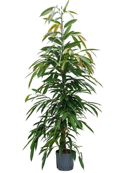 <h4>Ficus binnendijkii 'Amstel King'</h4>