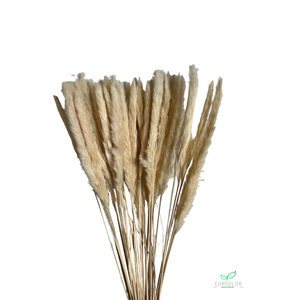 DRIED FLOWERS - PACIFIC SILVERGRASS PLUME BLEACHED 70GR *PROMO*