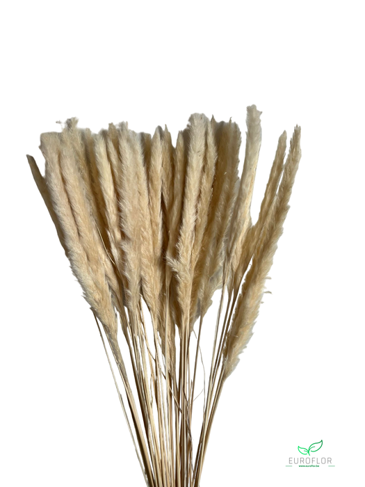 DRIED FLOWERS - PACIFIC SILVERGRASS PLUME BLEACHED 70GR *PROMO*