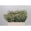 Limonium China White