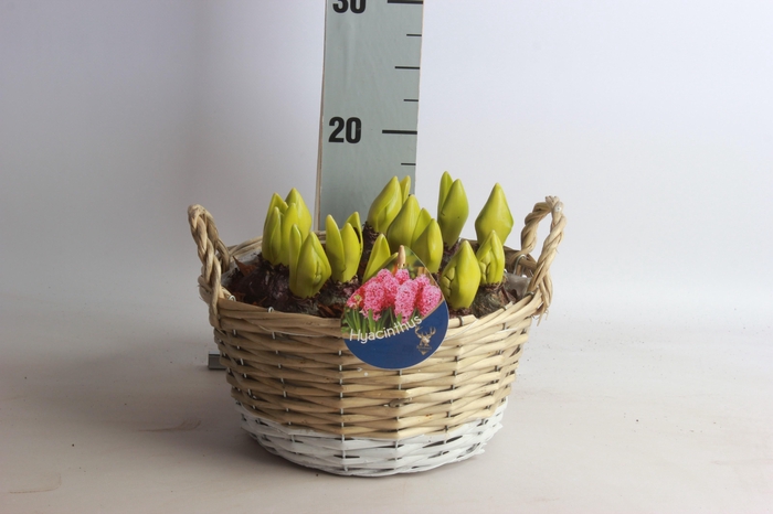 <h4>ARR HYACINTH</h4>