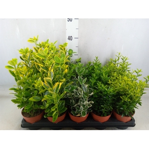 Euonymus japon.   ...mix