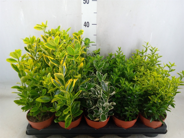 <h4>Euonymus japon.   ...mix</h4>