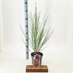 Cytisus Boskoop Ruby
