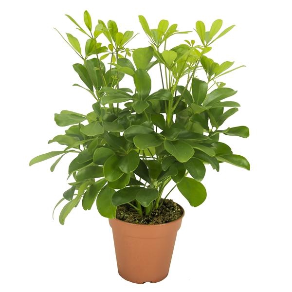 <h4>Schefflera arboricola 'Nora'</h4>