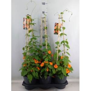 Thunbergia alata 'Orange BlackEye'