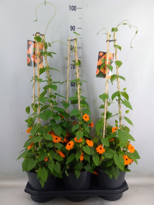 <h4>Thunbergia alata 'Orange BlackEye'</h4>