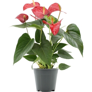 Anthurium Red Bull in transparant sleeve