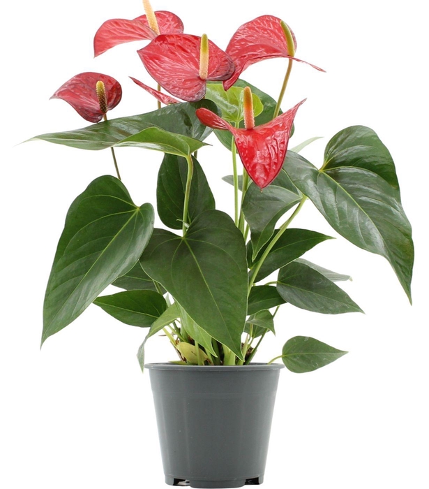 <h4>Anthurium Red Bull in transparant sleeve</h4>